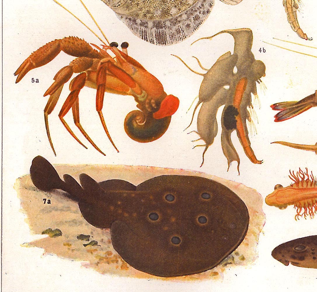 Marine Life Vintage Art Print  Fishes Crustaceans Crinoids 1920s