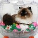 Upcycled T.V. Pet Bed - Cat Bed - Dog Bed - Mod Retro - Large Floral Mod Print - Good Mood Comfy Furniture