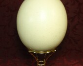 1972 Brookfield Zoo Laid Ostrich Egg with An Accompanying Feather