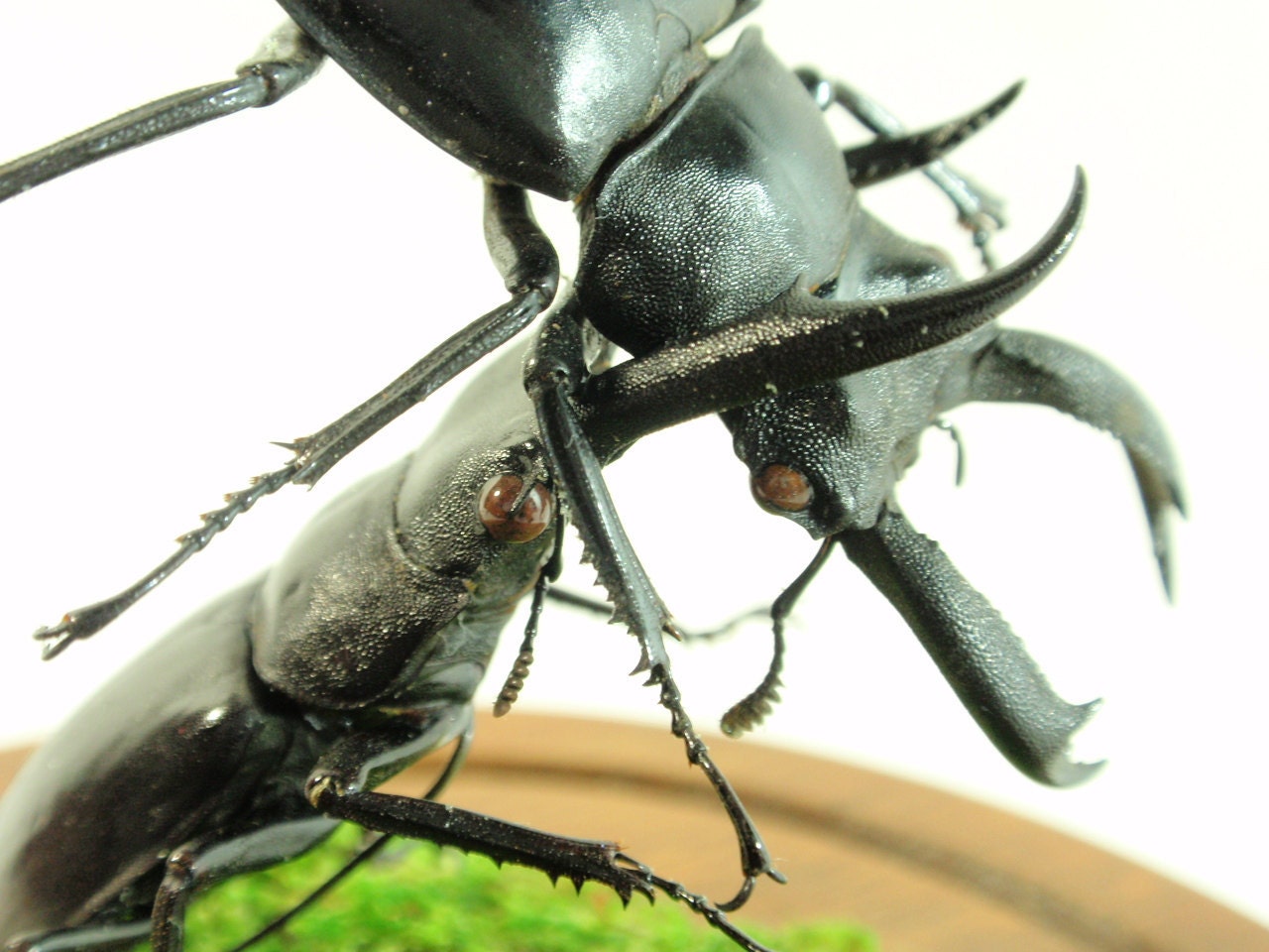 Battle Of The Lucanids: Stag Beetles Fighting