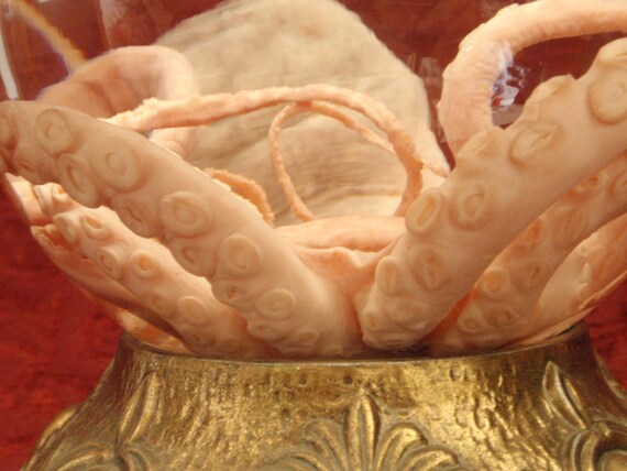 Preserved Octopus Wet Specimen in Globe on Metal Base