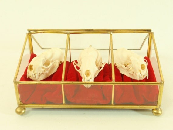 Reserved For Silje The Three Mustid-eers. Skull Trio In Vintage Trinket Box