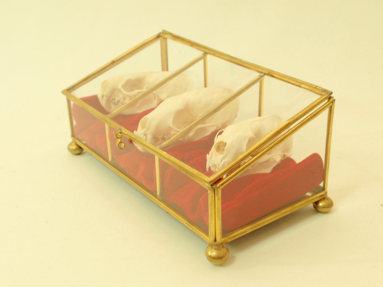 Reserved For Silje The Three Mustid-eers. Skull Trio In Vintage Trinket Box