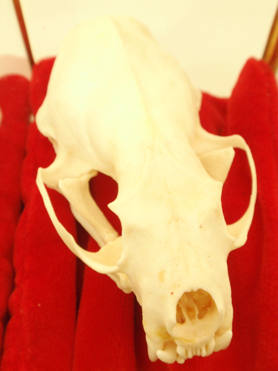 Reserved For Silje The Three Mustid-eers. Skull Trio In Vintage Trinket Box