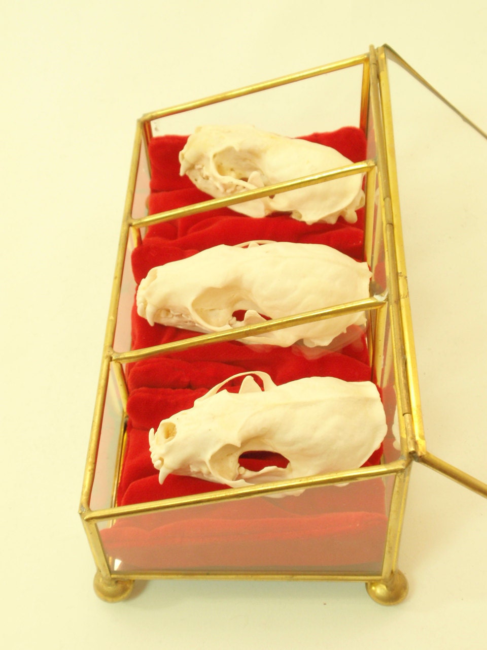 Reserved For Silje The Three Mustid-eers. Skull Trio In Vintage Trinket Box