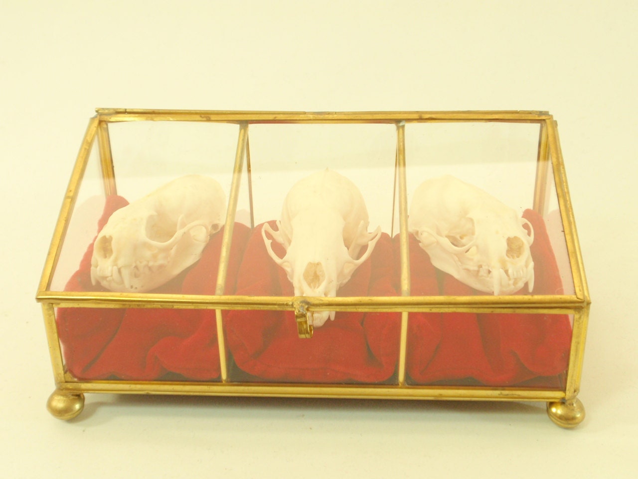 Reserved For Silje The Three Mustid-eers. Skull Trio In Vintage Trinket Box