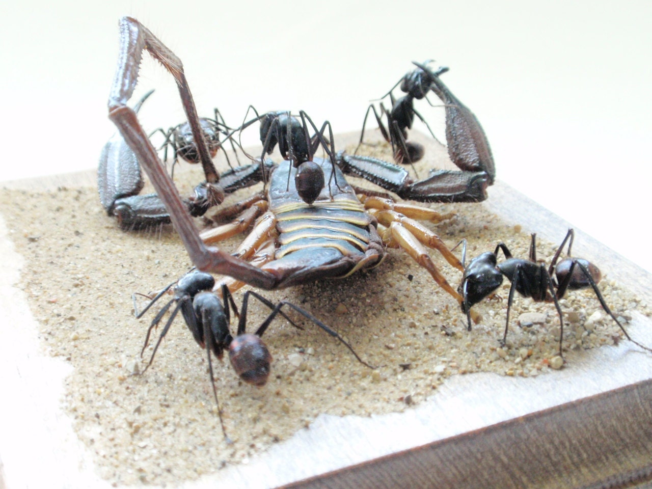 Oh Yeah, You and What Army, Scorpion Attacked By Ants