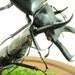 Battle Of The Lucanids: Stag Beetles Fighting
