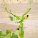 Green Stag Quilt