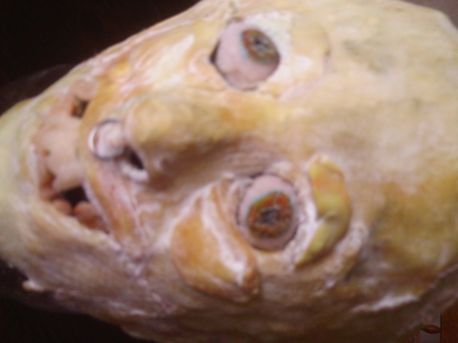 mask made of chicken skin by Electra McCloskey