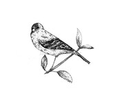 Goldfinch - 5 x7 Signed Print