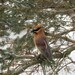 Needle Felted Bird - Cedar Waxwing