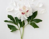 Peony Queen flower photography wedding gift bridal shower nursery decor botanical print floral art romantic picture pastels soft pink green