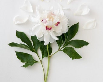 Peony Queen flower photography wedding gift bridal shower nursery decor botanical print floral art romantic picture pastels soft pink green