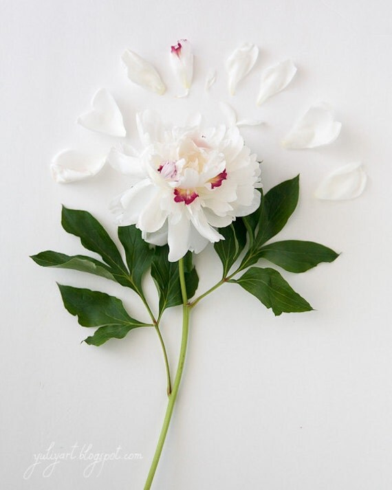 Peony Queen flower photography wedding gift bridal shower nursery decor botanical print floral art romantic picture pastels soft pink green