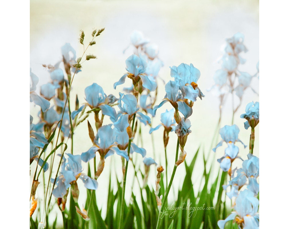 Blue Iris - romantic flower photography print spring summer blossom flower nature botanical home decor pale blue green mint