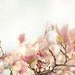 Blooming Magnolia - shabby chic photo print romantic photograph botanical decor flower picture spring blossom bloom soft pink nature