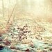 Winter Morning - nature photography forest woodland dreamy home decor print picture fog branch tree gold silver gift sunshine snow ice park