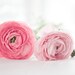 Ranunculus postcards - dreamy flower photography romantic gift for her nursery decor luxury statement pale pink botanical sunshine white