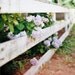 Hydrangeas in Wickford