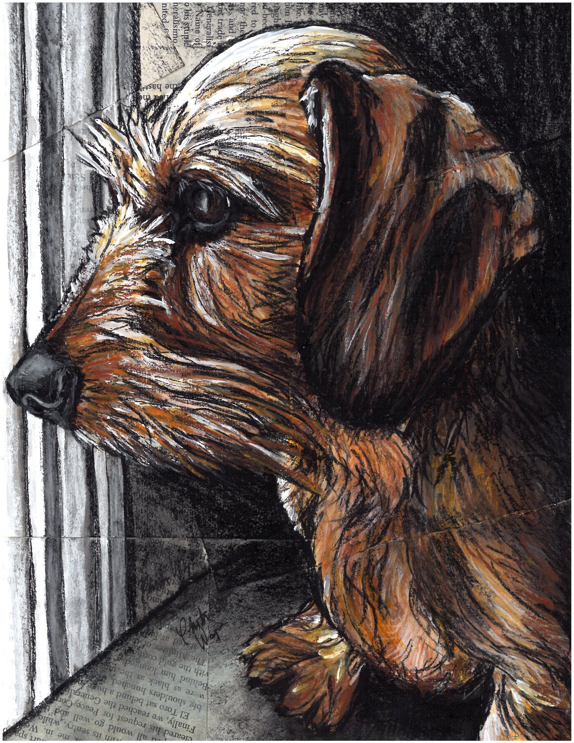 Wirehaired Dachshund Ruby at Window 8x10 Print