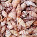 Assorted Miter Seashells (1-2")