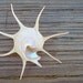 Natural Yoka Star Turban Seashell (2.5-3")