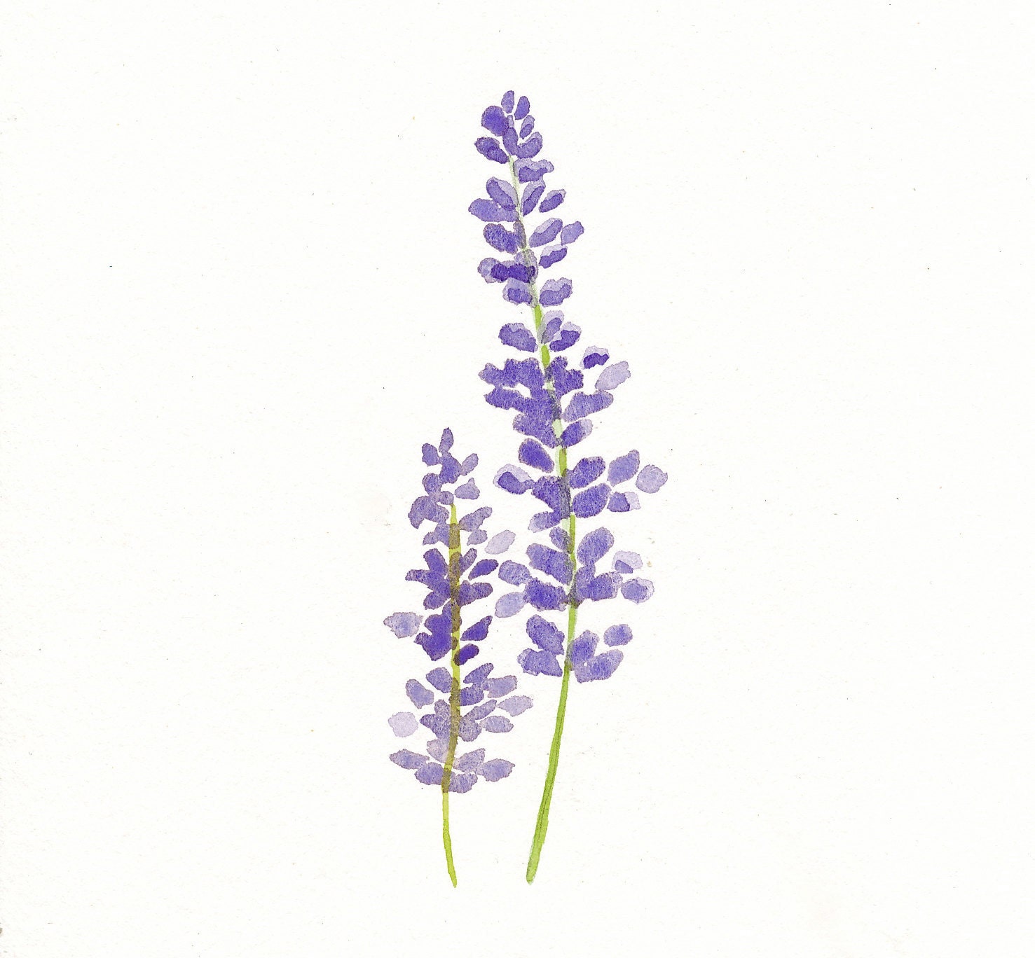 Lavender - Original Watercolor Painting
