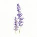Lavender - Original Watercolor Painting