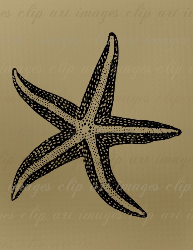 Starfish Clip Art, Royalty Free, beach clip art, ocean clip art, nautical digital download, design element, commercial use, digital download