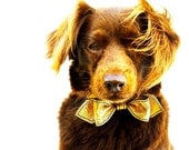 The Heart Of Gold Martini Bow Tie Dog Collar