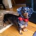 Martini Bowtie Dog Collar - Red Leather