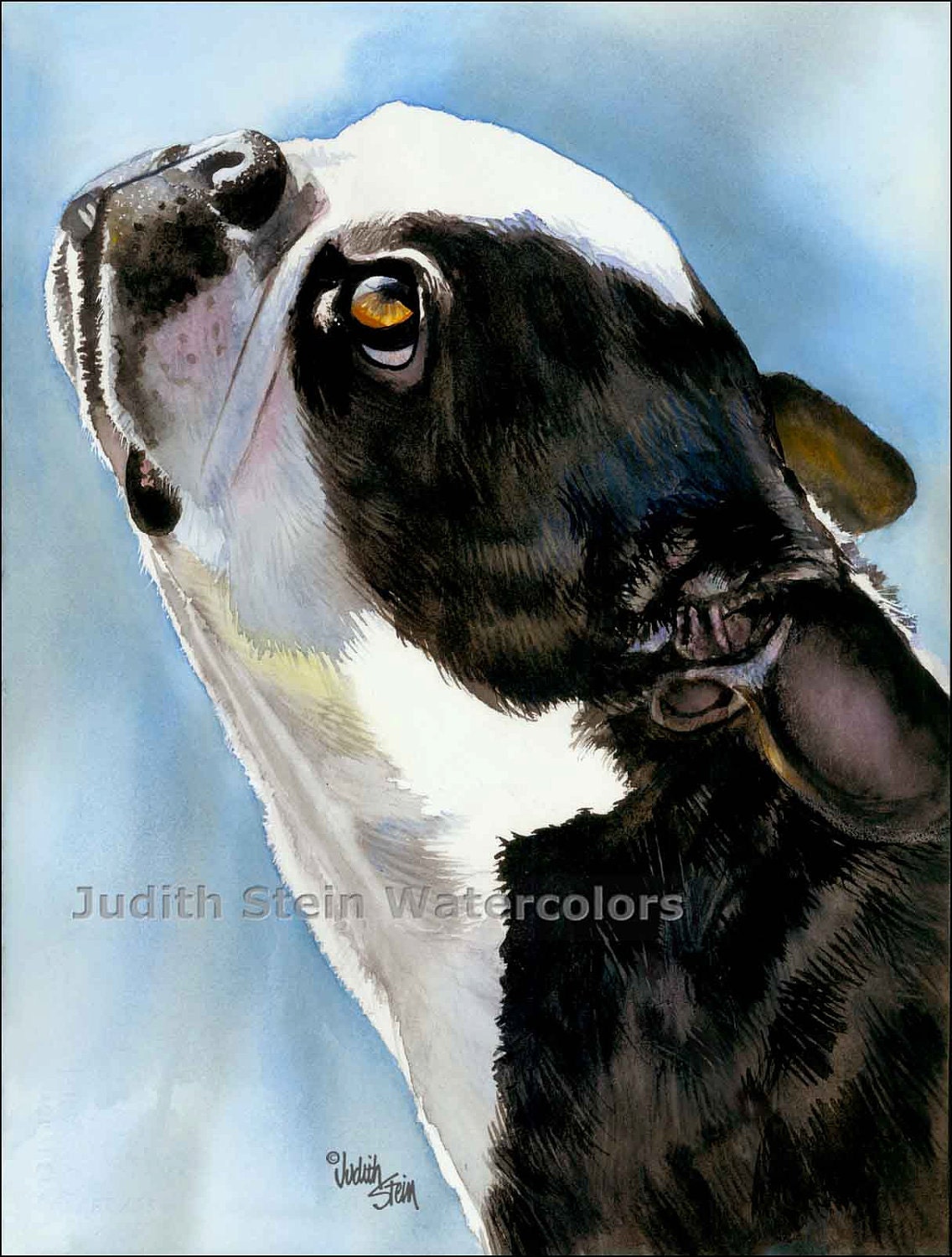 BOSTON TERRIER Toy Dog 15x11 Giclee Watercolor Print