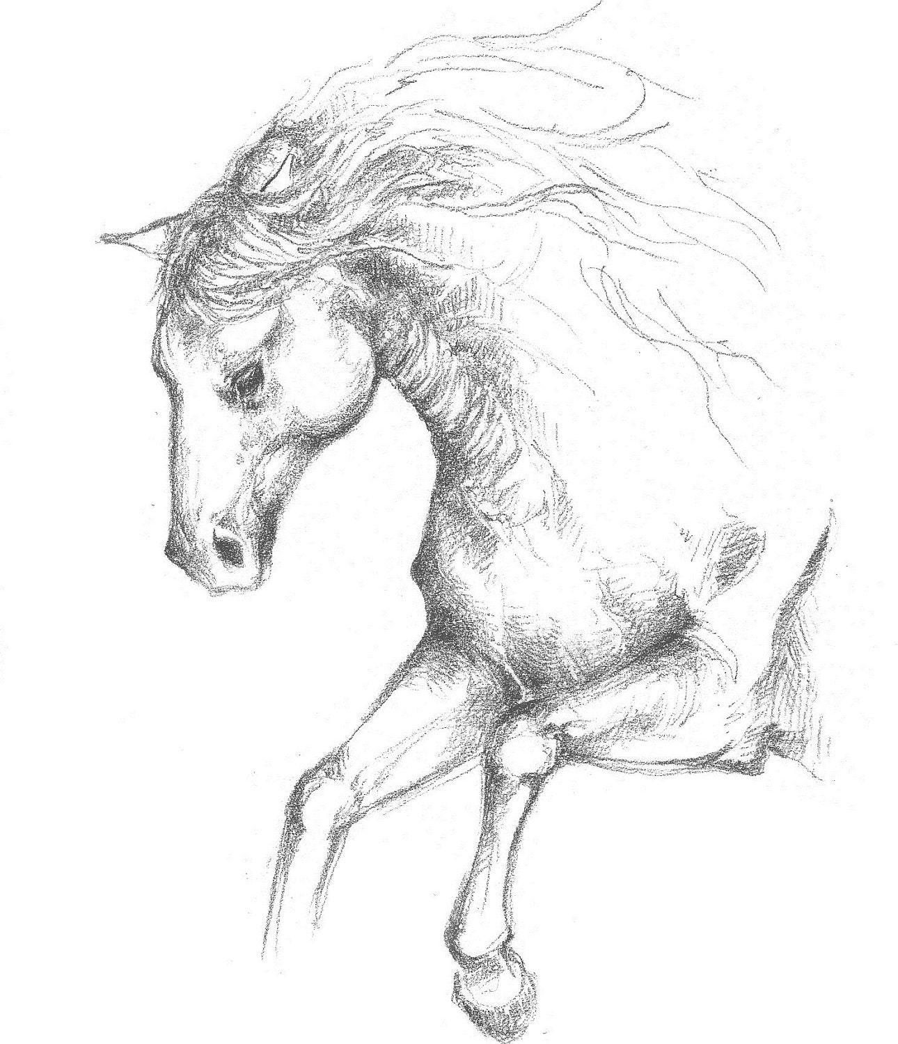 ORIGINAL ART: Sketchbook Horse Biological Drawings (A4 size, Graphite Sketches)