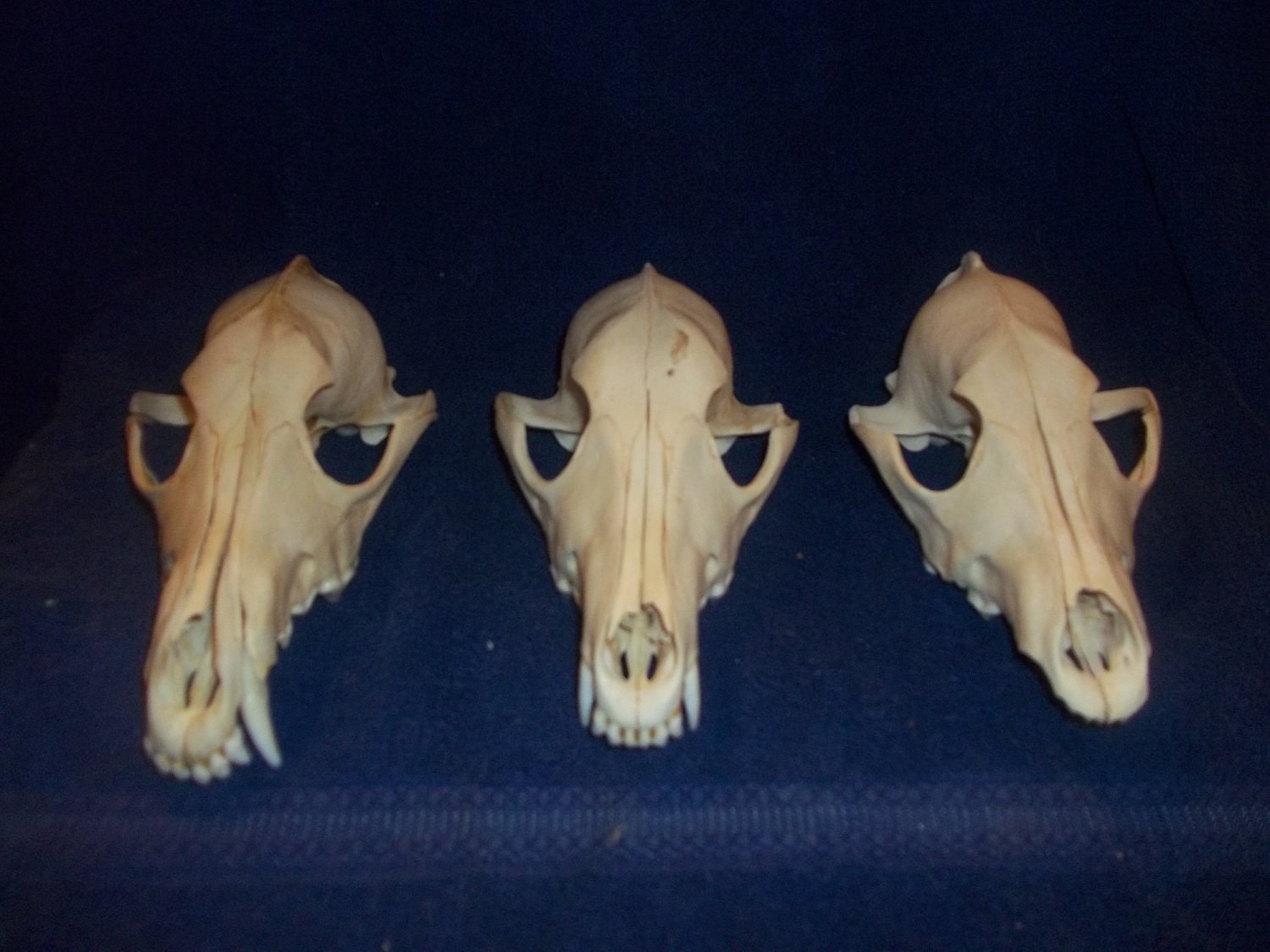 3 Real animal bone Coyote weird skeleton taxidermy Skull part