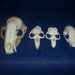 4 Real animal bone  Skull parts