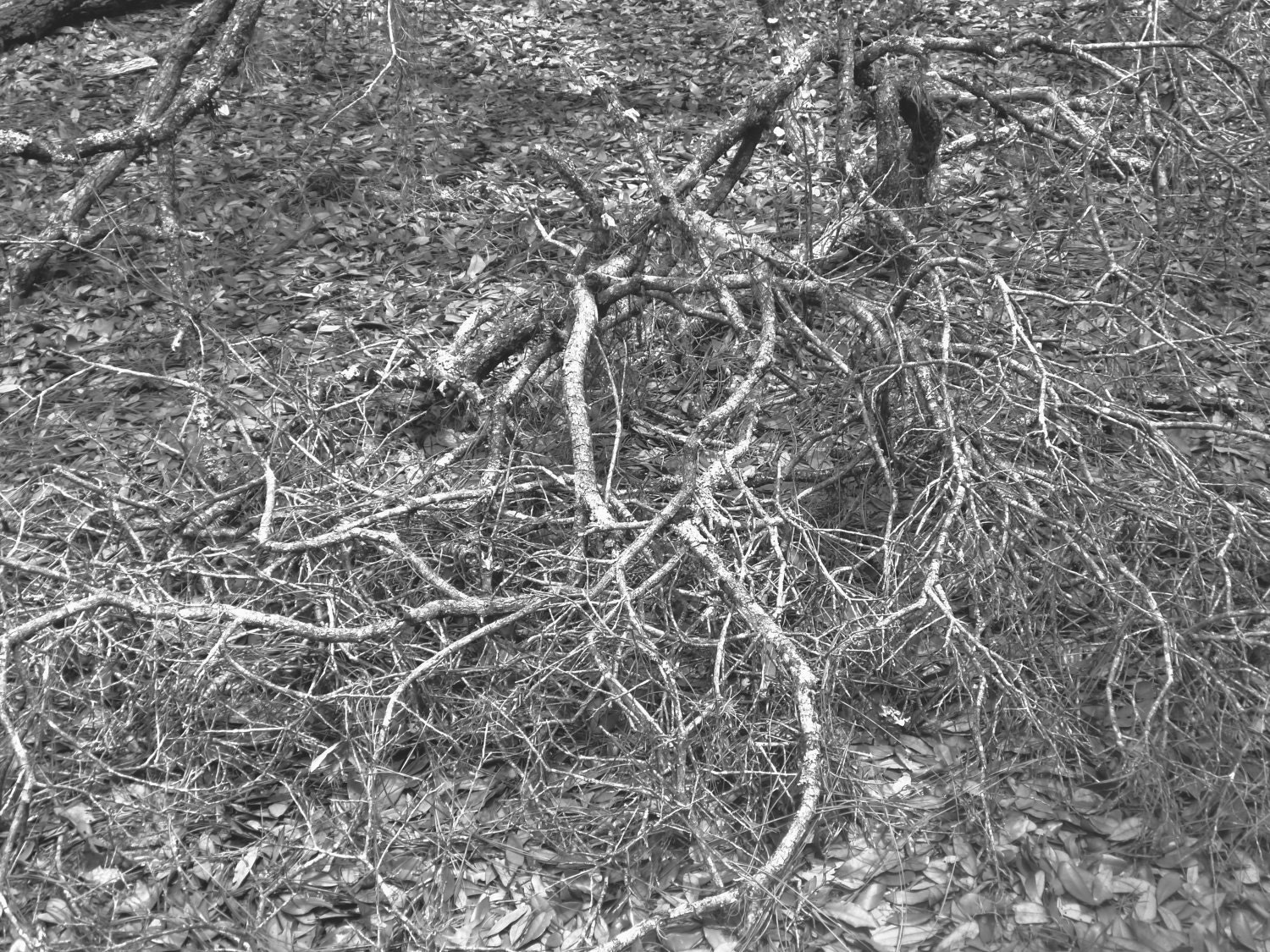 Ocala Florida Forest Tangled Trees Tree Branches Nature Landscape Black and White B&W Fine Art Photograph 8x10 Print Matted to 11x14
