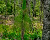 Ocala Florida State Forest Green Plant Nature Tree Landscape Fine Art Photograph 8x10 Print Matted to 11x14