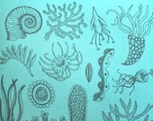 Natural forms (Aqua) - Signed Original abstract hand pulled black and white Etching T/P