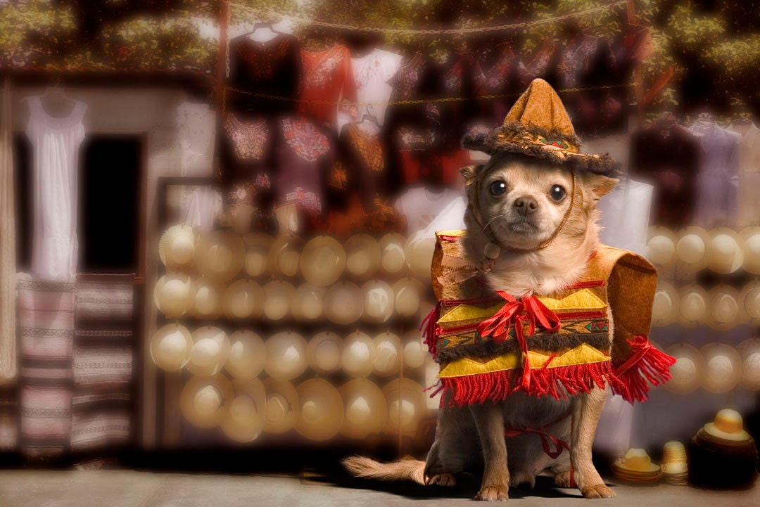 Chihuahua Bandito Fine Art Digital Photo 8x10