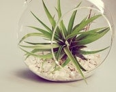 Hanging Terrarium // Air Plant in Glass Globe Wedding Favor Decor Gift DIY Minimalist Terrarium Floating tillandsia garden