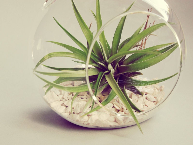 Hanging Terrarium // Air Plant in Glass Globe Wedding Favor Decor Gift DIY Minimalist Terrarium Floating tillandsia garden