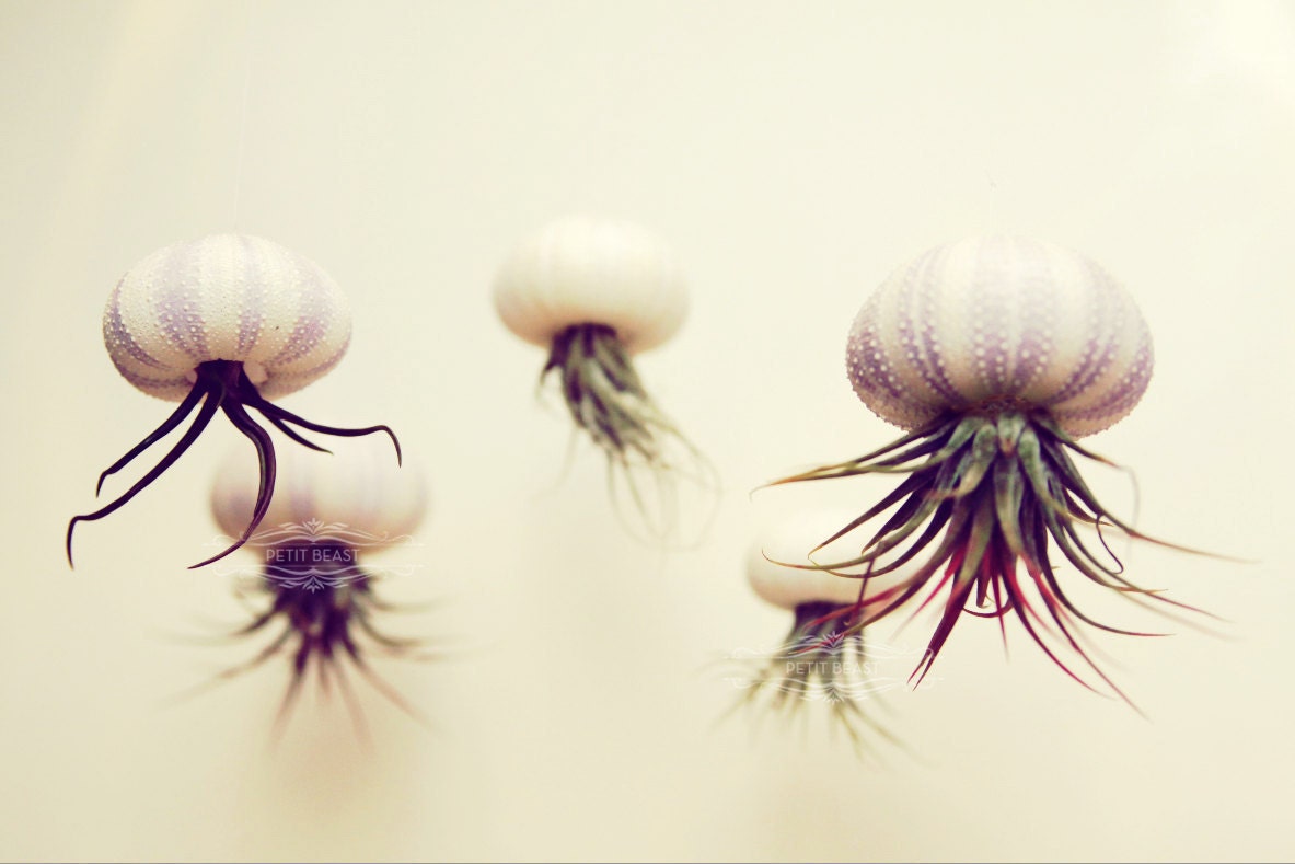 Five Stripey Jellyfish Air Plants // Sea Urchins Hanging Art Installation Wedding Favor Decor Terrarium Kit DIY tiny