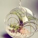 Shipwrecked // Air Plants in Glass Globe Hanging Terrarium Wedding Favor Decor Gift DIY Minimalist table centerpiece Floating tillandsia