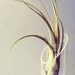 Tall Air Plant and Floating Vase // Modern Cute Terrarium Botanical Indoor Garden Mini minimalist tillandsia