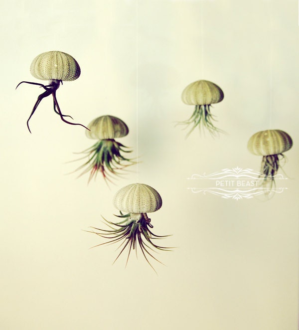 THREE Green Jellyfish Air Plants // Sea Urchins Hanging Art Installation Wedding Favor Decor Gift Mini Terrarium Kit DIY cute tillandsia