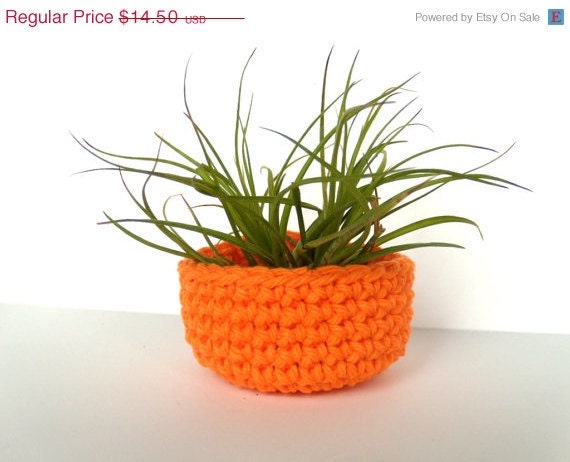 Air Plant in Orange Bowl