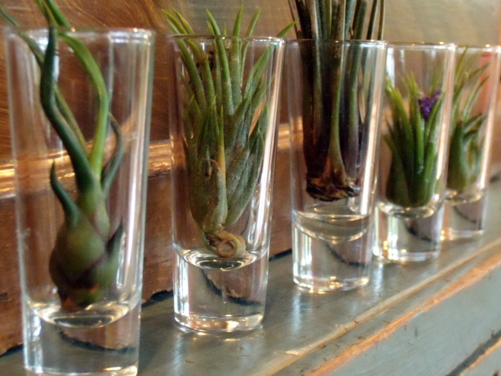Air Plant Collection 3 Air Plants With 3 Glass Vessels - Perfect Terrariums - Gifts under 30 - Gift for Her