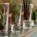 Air Plant Collection 3 Air Plants With 3 Glass Vessels - Perfect Terrariums - Gifts under 30 - Gift for Her
