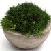 Irish Moss in Concrete Bowl